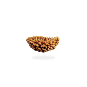 1 Mukhi Rudraksha – Original & Lab-Certified | Energized | Spiritual Bead for Meditation & Succes