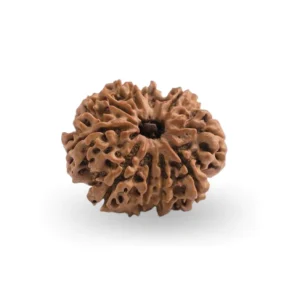 10 Mukhi Rudraksha – Certified & Energized | For Protection, Peace & Freedom from Negative Energies