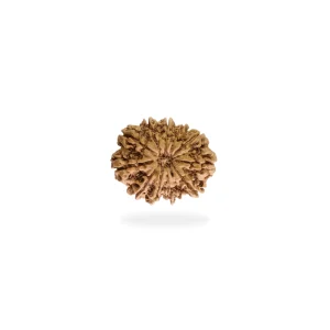 11 Mukhi Rudraksha – Certified & Energized | For Courage, Wisdom & Spiritual Awakening