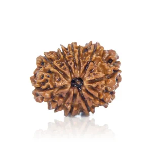 10 Mukhi Rudraksha – Certified & Energized | For Protection, Peace & Freedom from Negative Energies