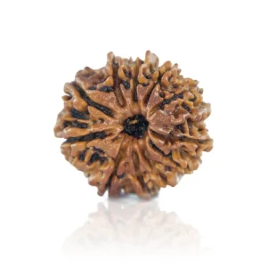 11 Mukhi Rudraksha – Certified & Energized | For Courage, Wisdom & Spiritual Awakening