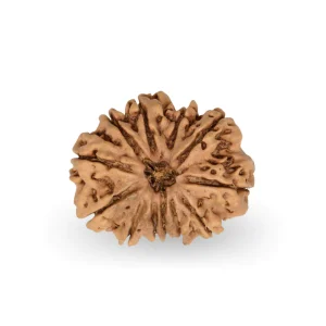 12 Mukhi Rudraksha – Certified & Energized | For Leadership, Authority & Solar Confidence