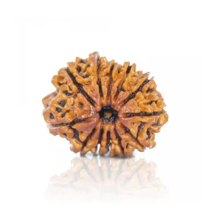 12 Mukhi Rudraksha – Certified & Energized | For Leadership, Authority & Solar Confidence