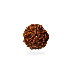 5 Mukhi Rudraksha – Certified & Energized | Rudraksha for Peace, Health & Spiritual Growth