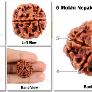5 Mukhi Rudraksha – Certified & Energized | Rudraksha for Peace, Health & Spiritual Growth