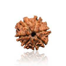 7 Mukhi Rudraksha – Certified & Energized | For Wealth, Health & Career Stability