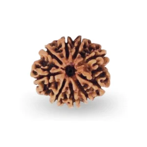 9 Mukhi Rudraksha – Certified & Energized | For Power, Protection & Divine Feminine Energy