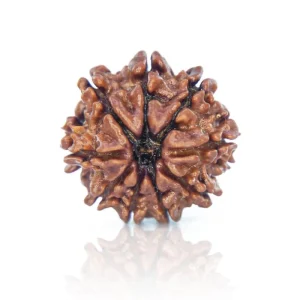 9 Mukhi Rudraksha – Certified & Energized | For Power, Protection & Divine Feminine Energy