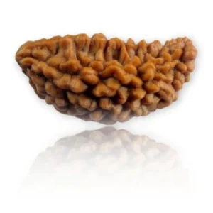1 Mukhi Rudraksha – Original & Lab-Certified | Energized | Spiritual Bead for Meditation & Succes