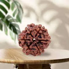6 Mukhi Rudraksha – Certified & Energized | For Focus, Discipline & Fearlessness