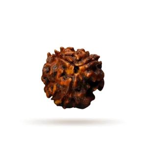 3 Mukhi Rudraksha – Original & Certified | Energized | For Confidence, Karma Cleansing & Self-Healing